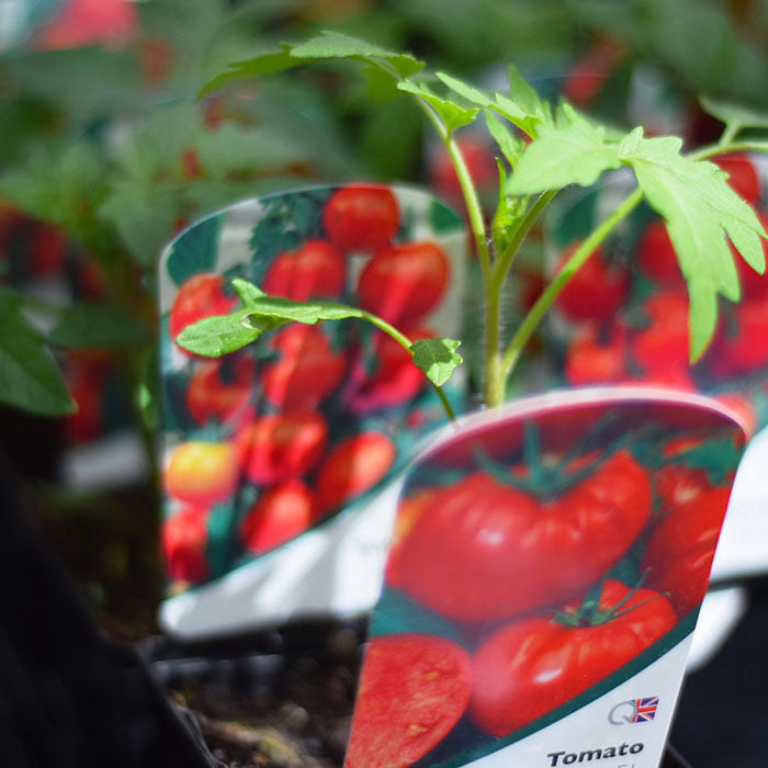 Tomato Plant Pests & How to Get Rid of Them