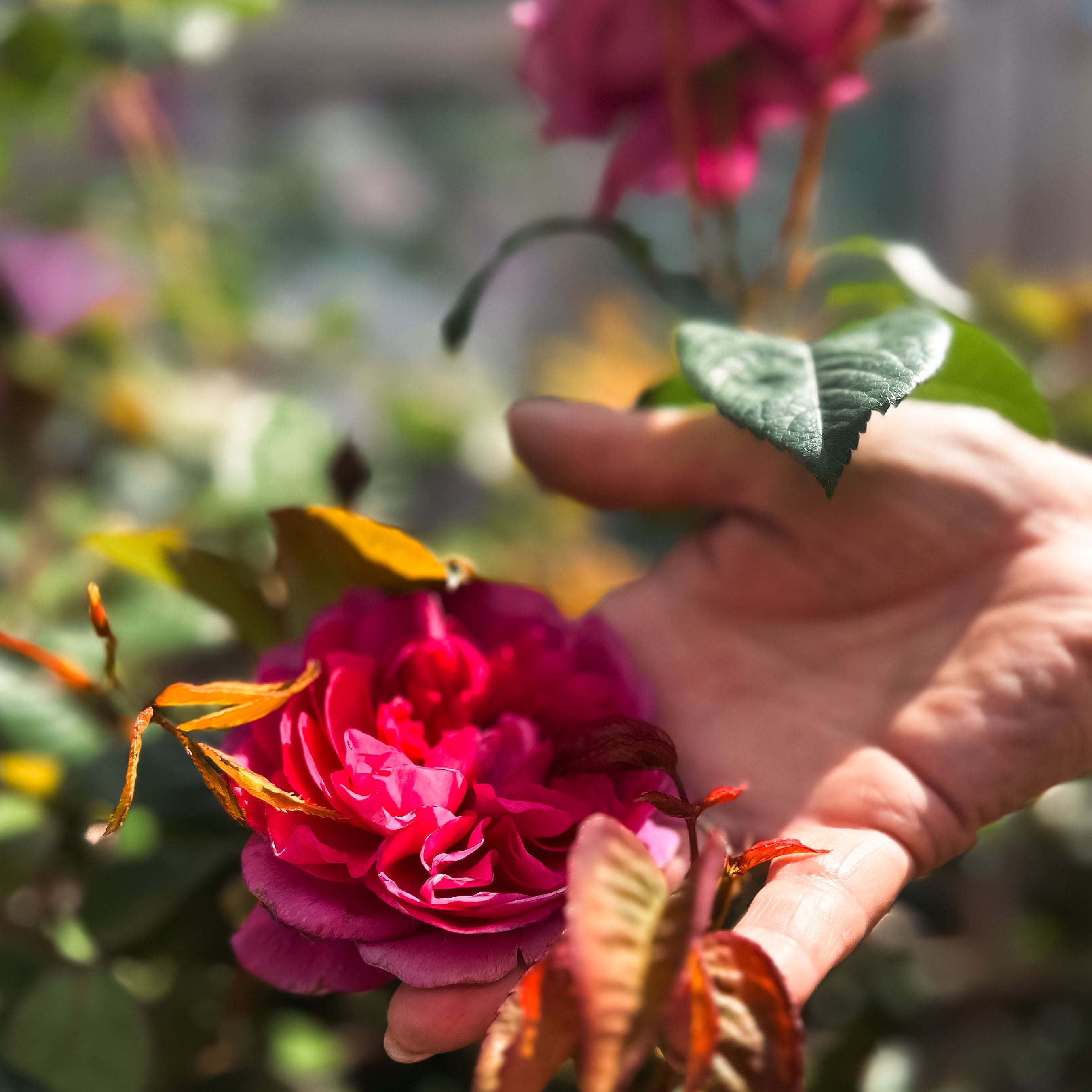 It's Time for Festival of Roses: Guide to RHS Roses