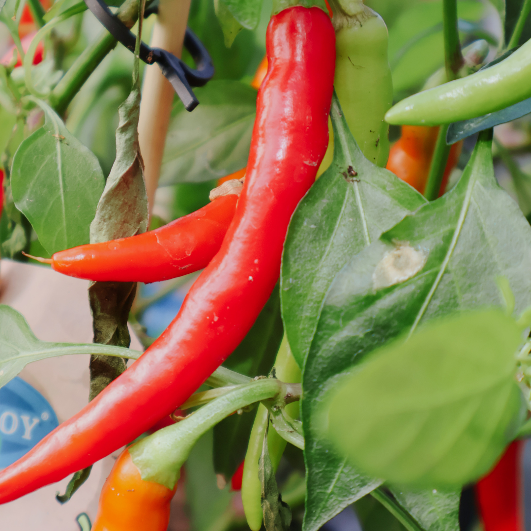 Essential Tips for Growing Healthy Peppers
