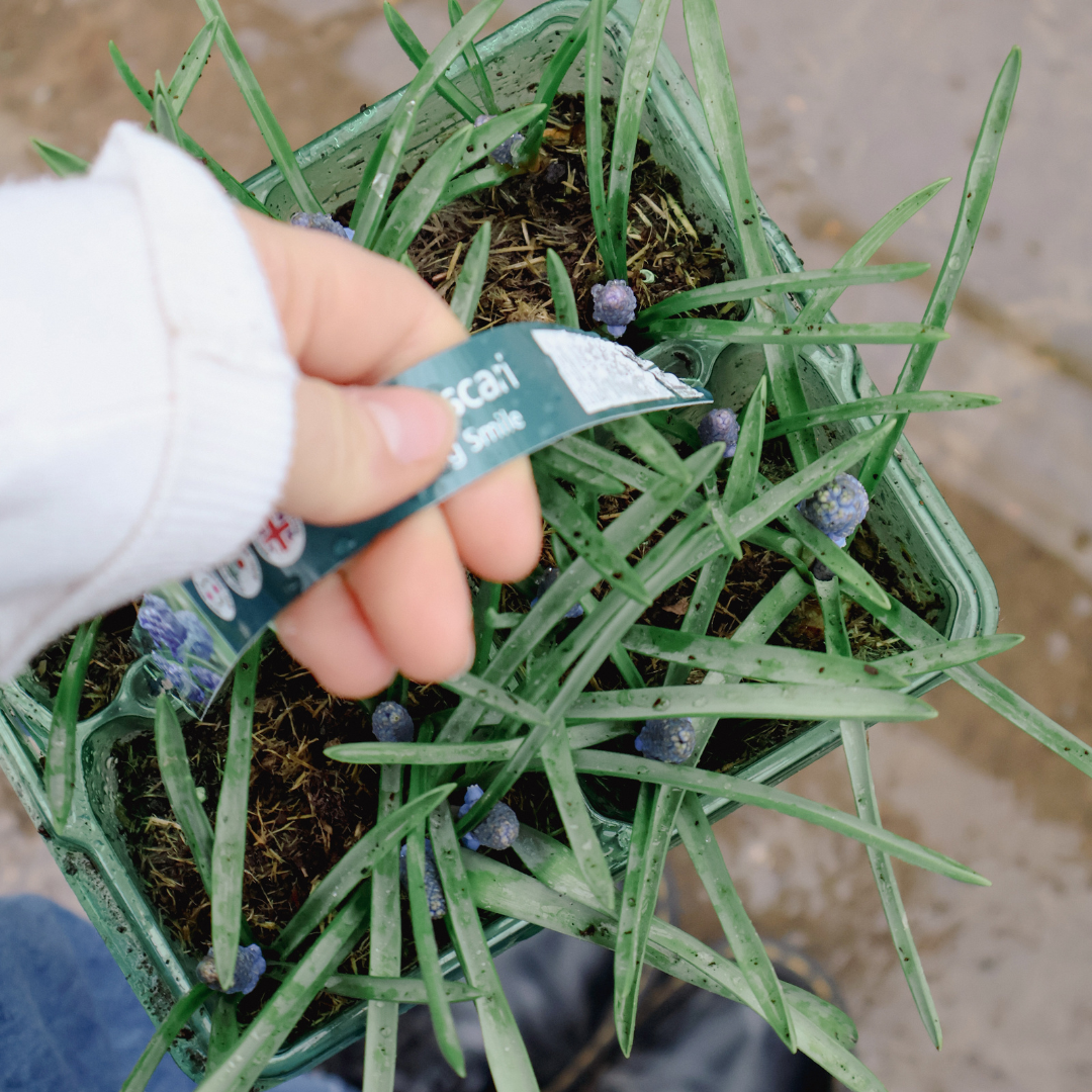 Caring for Your Spring Bulbs After Bloom: What to Do in May