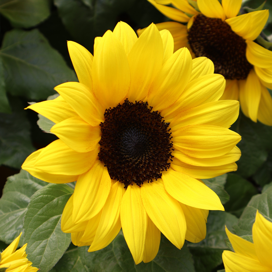 How to grow: Sunflowers