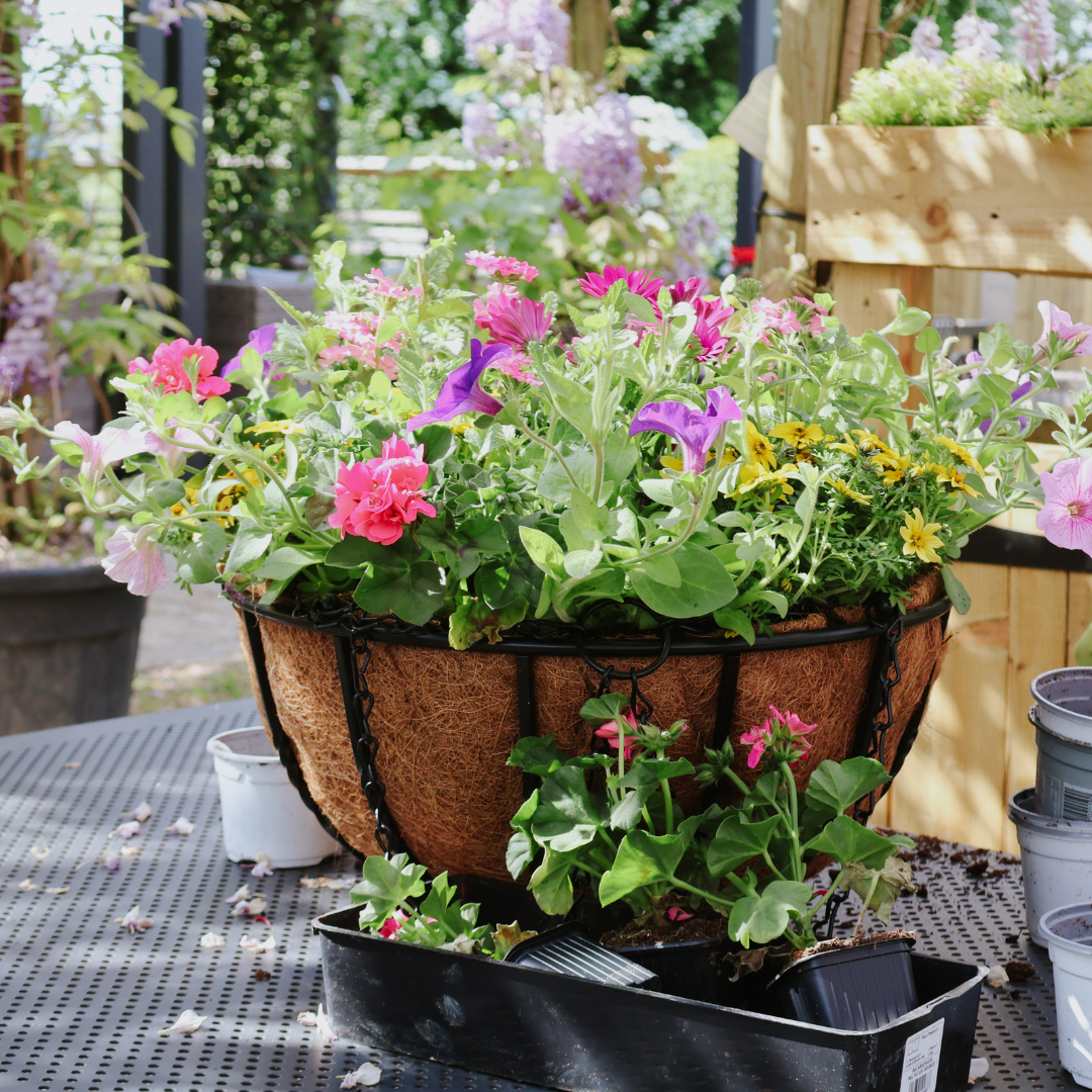 How to Create Your Own Hanging Baskets: Tips, Tricks & Nursery-Raised Plant Picks