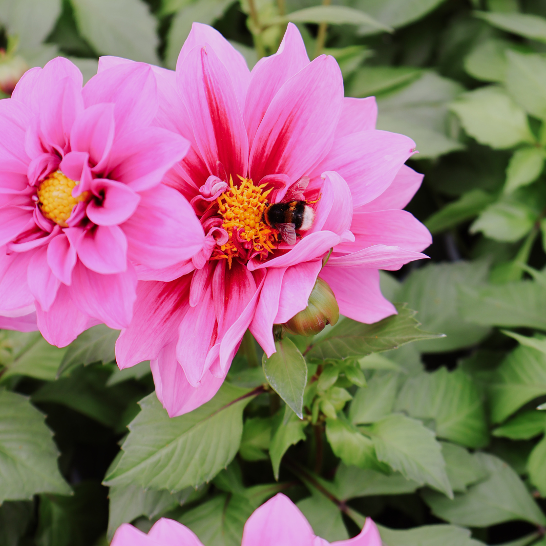 Guide: Native plants for British Wildlife