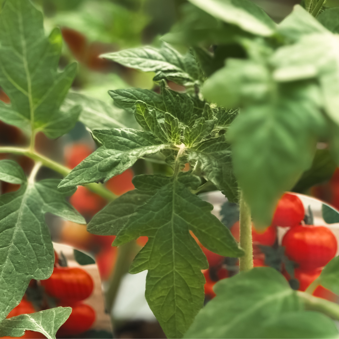 Best Companion Plants to Grow with Tomatoes