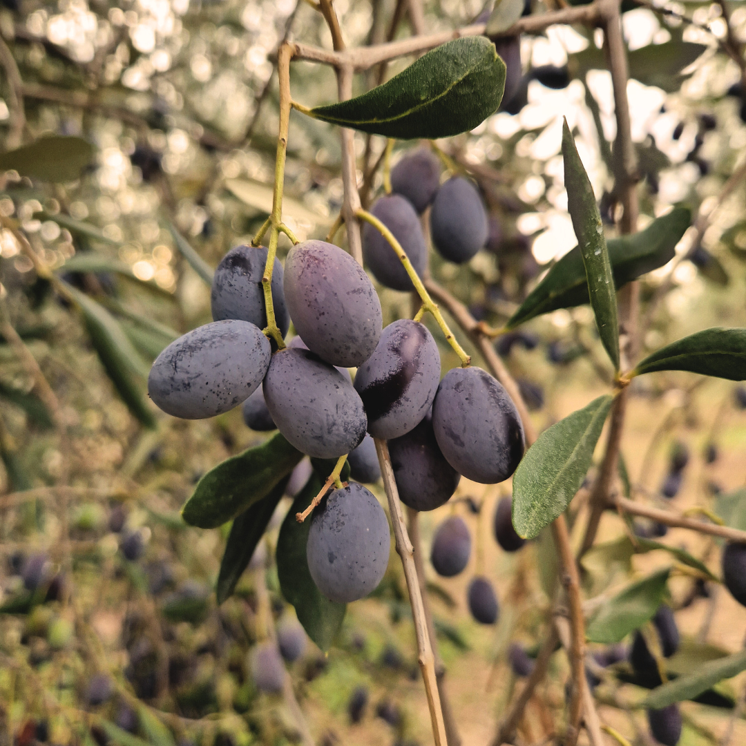 Join Us for a Olive Oil Tasting with Gianella Olive Oil