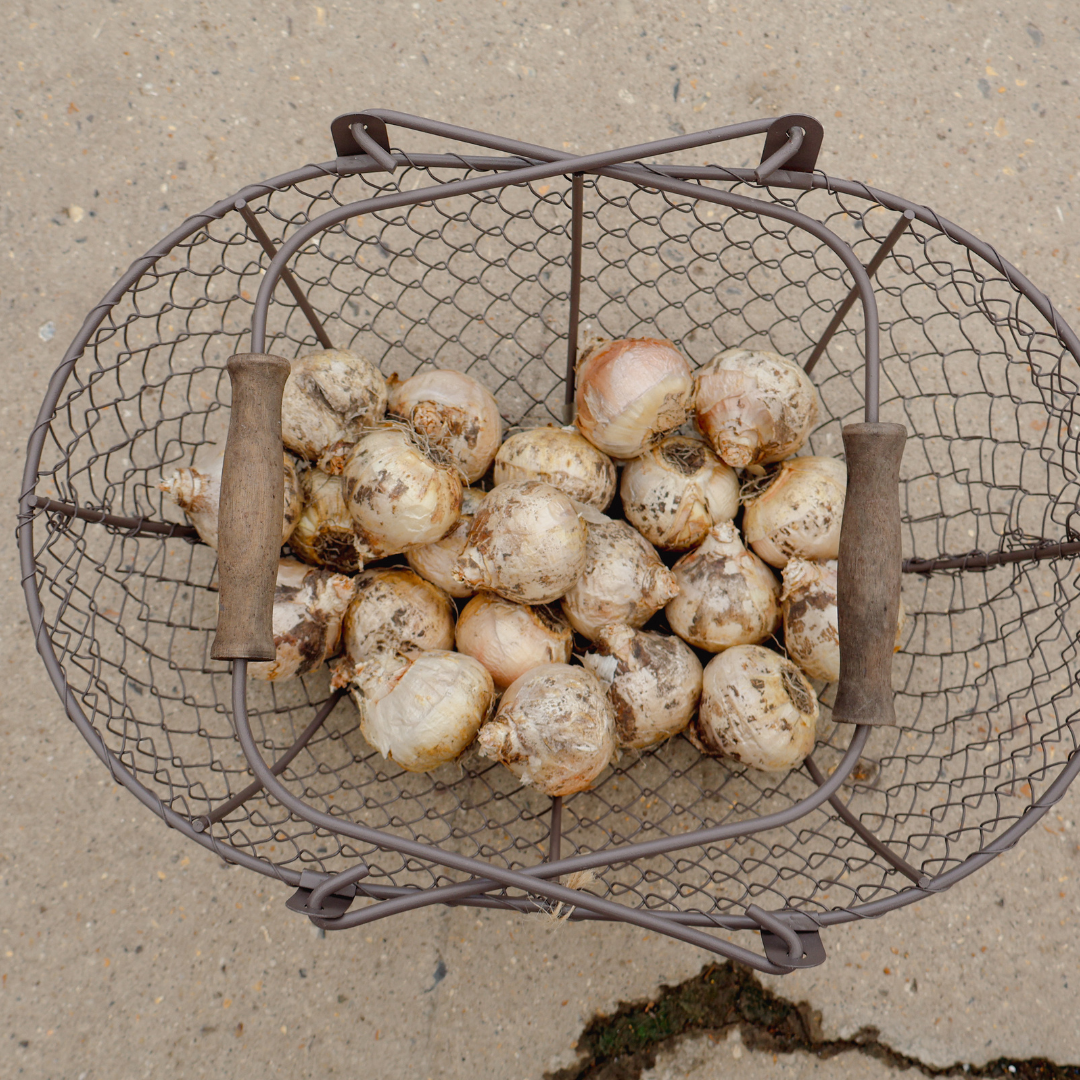 A Guide to Container Bulb Planting