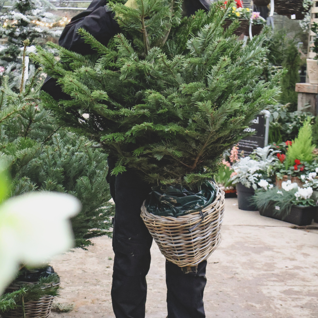 How to Care for Your Christmas Tree