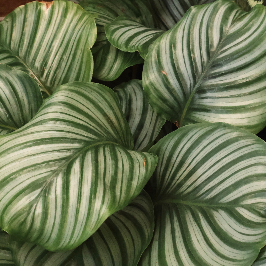 How to Care for Houseplants in Winter