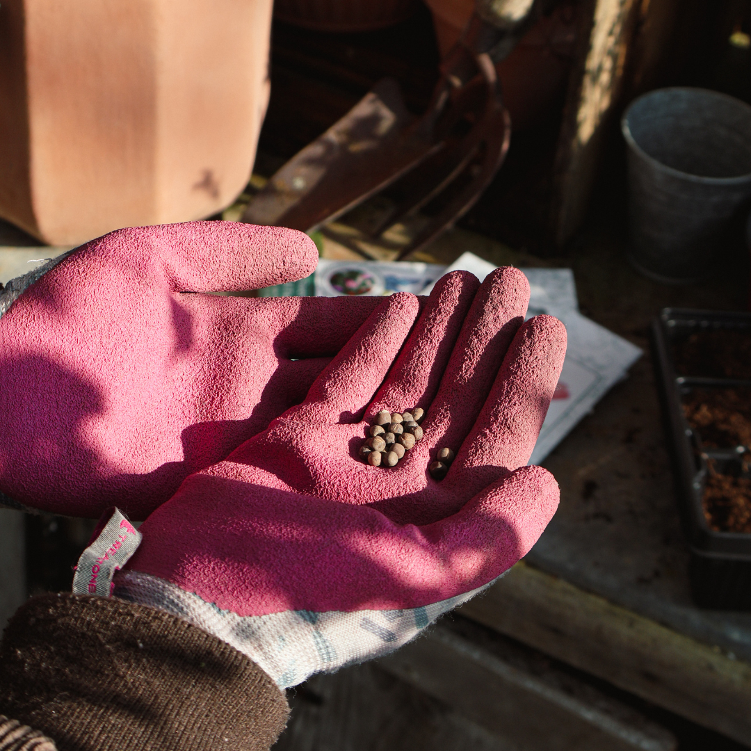 Why Your Seedlings Get Leggy in February (And How to Fix It)