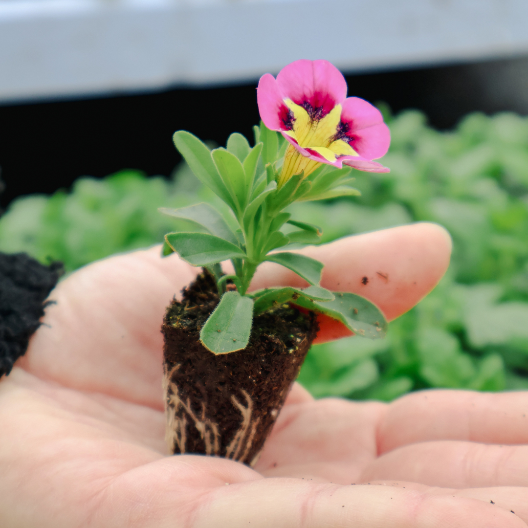 Attention Gardeners! Grow Club at Iver – Opening This Friday
