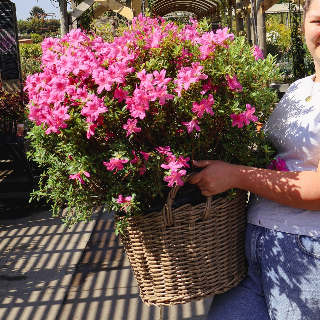 How to Keep Your Garden Looking Great During a Heatwave
