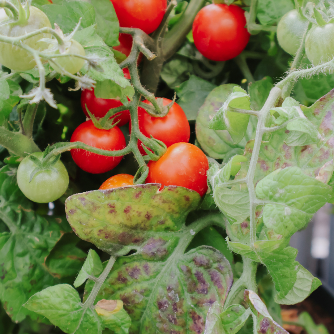 Why Are My Tomatoes Splitting?