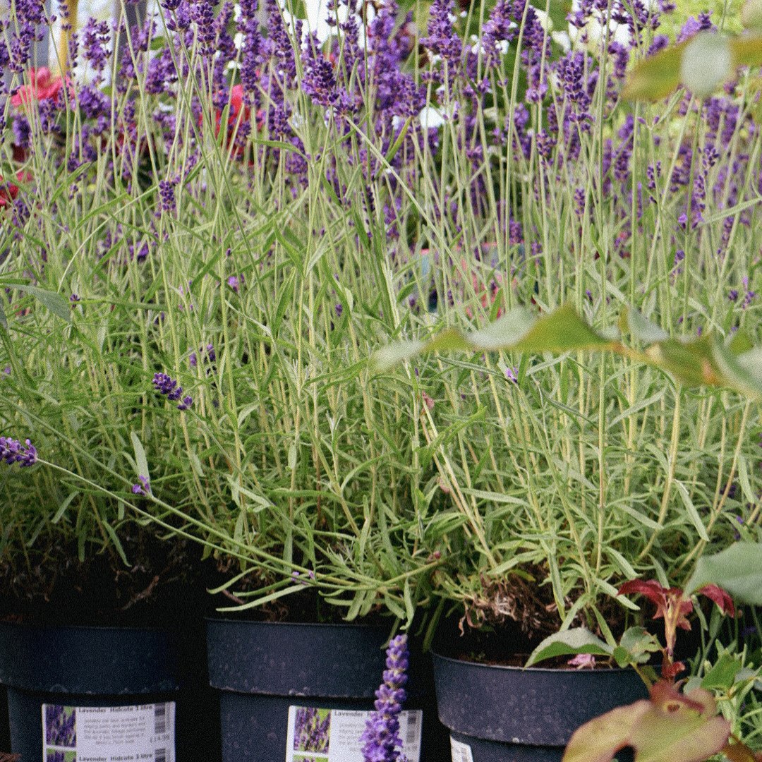 Best Plants for Sunny Containers