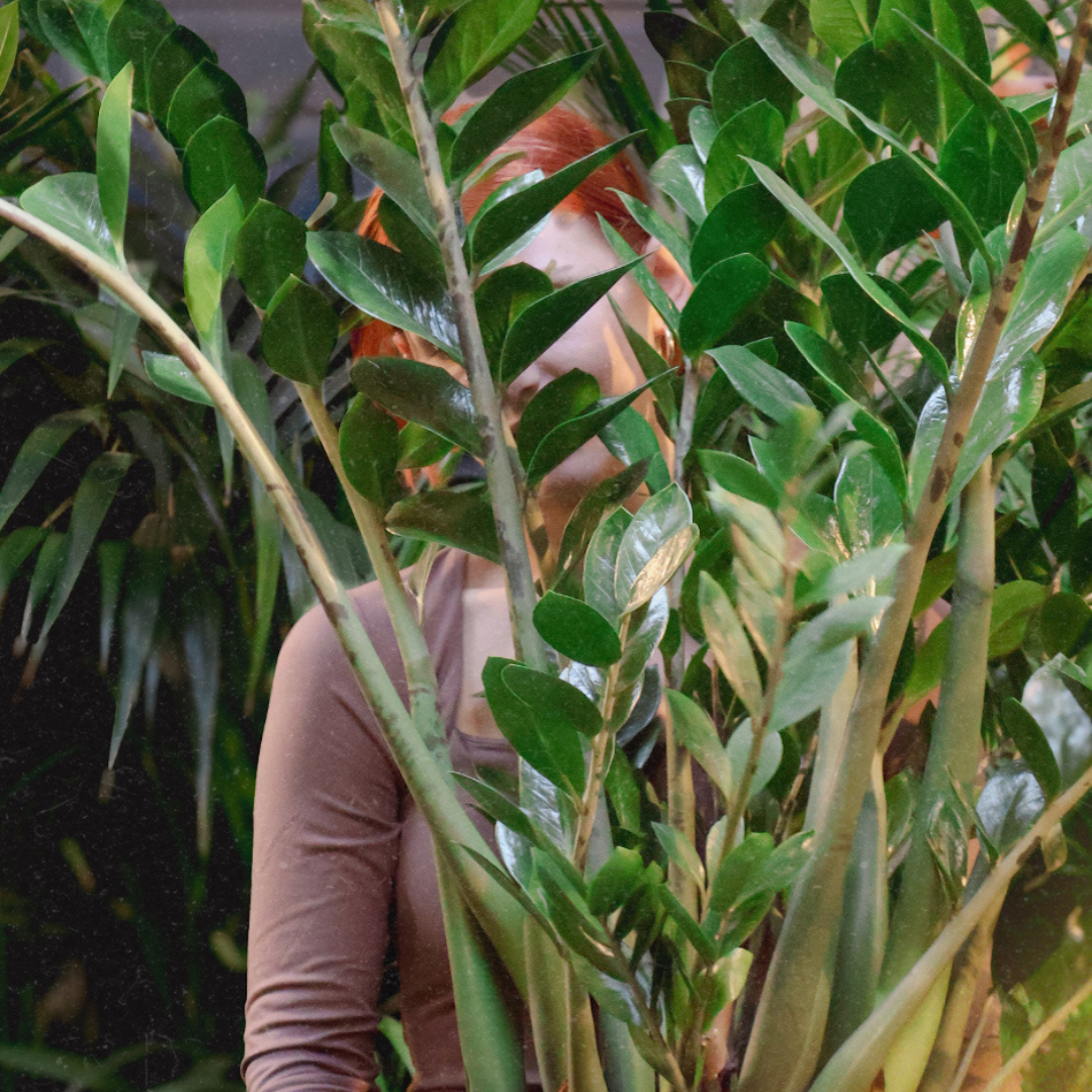 House Plant Bingo is Back at Flowerland!