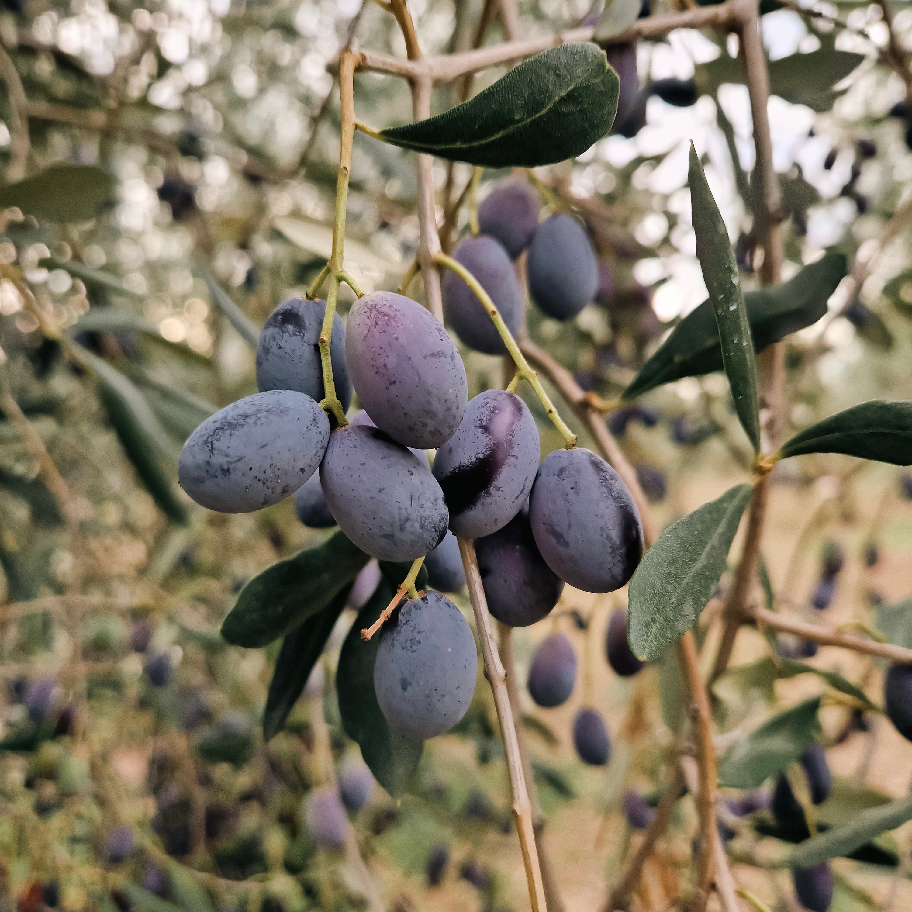 Pop Up Olive Oil Tasting