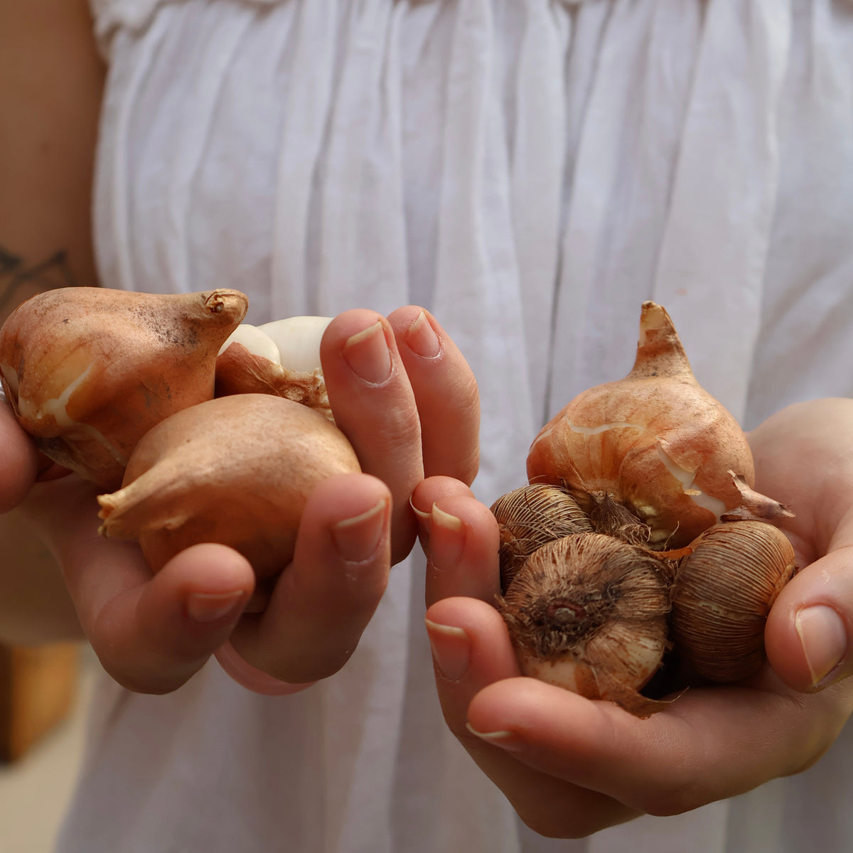 Spring Bulb FAQ: Planting and Care Tips Every Gardener Should Know ...