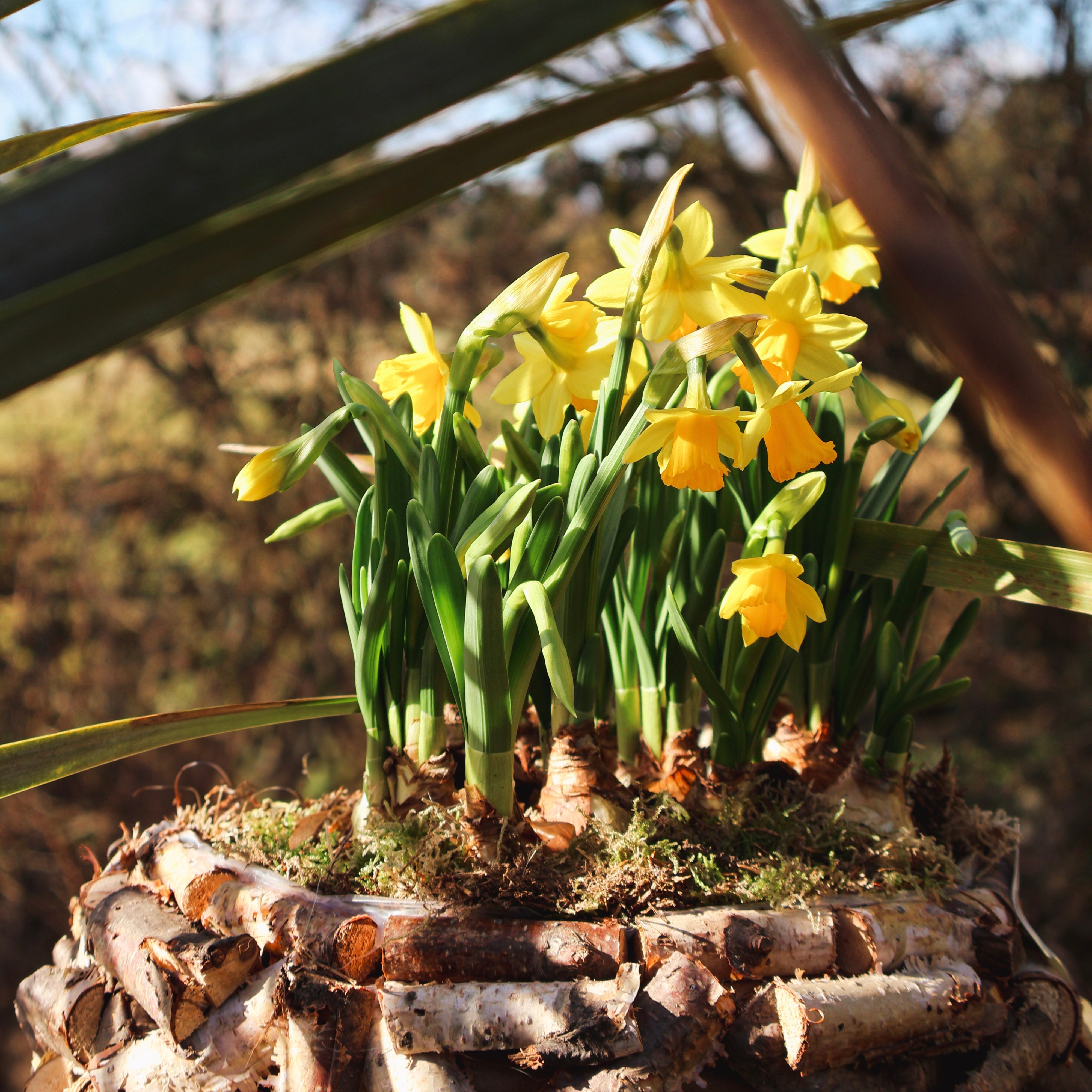 Flower of the Month: March - Daffodils (Narcissus)