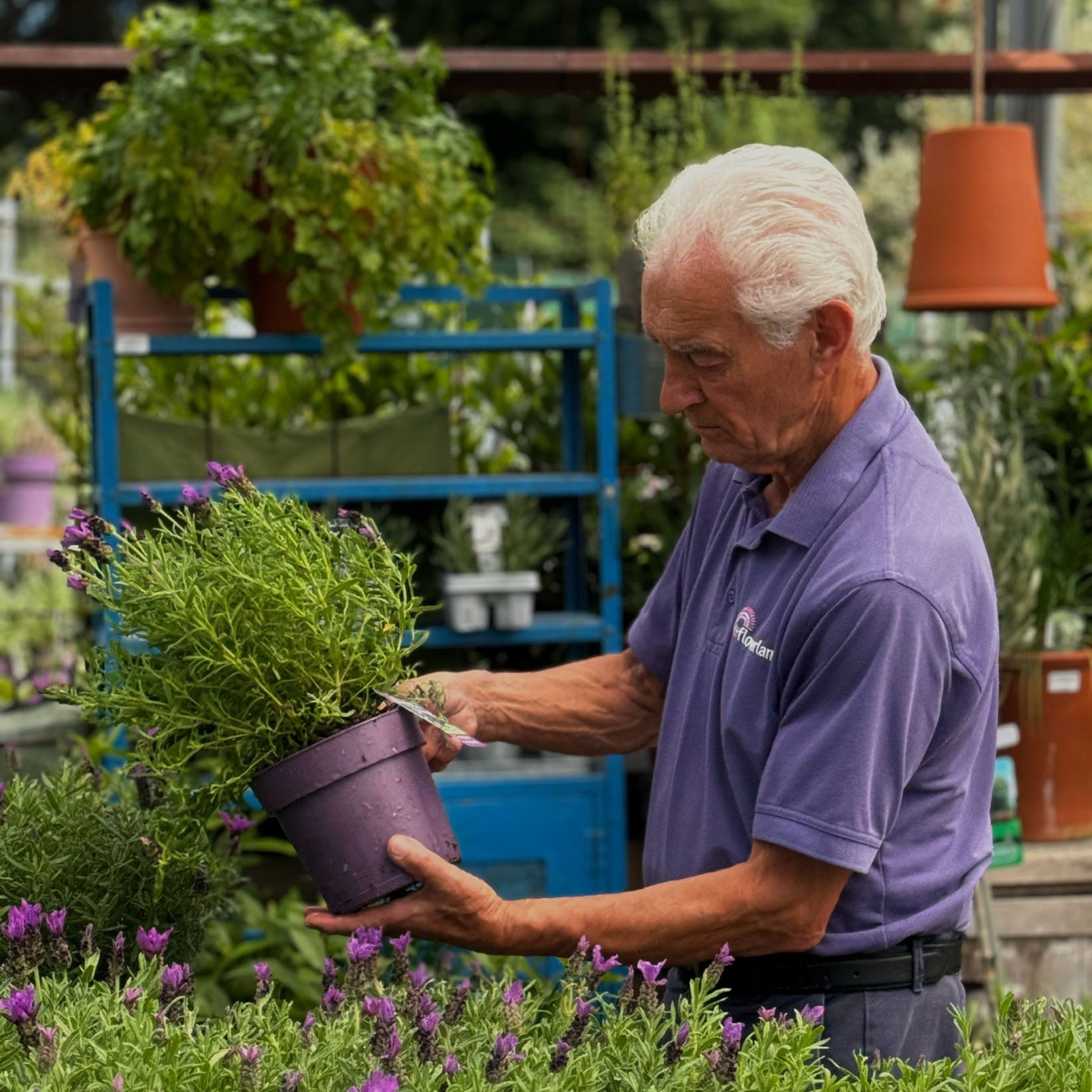 A Lavender Guide For The Idyllic Gardens