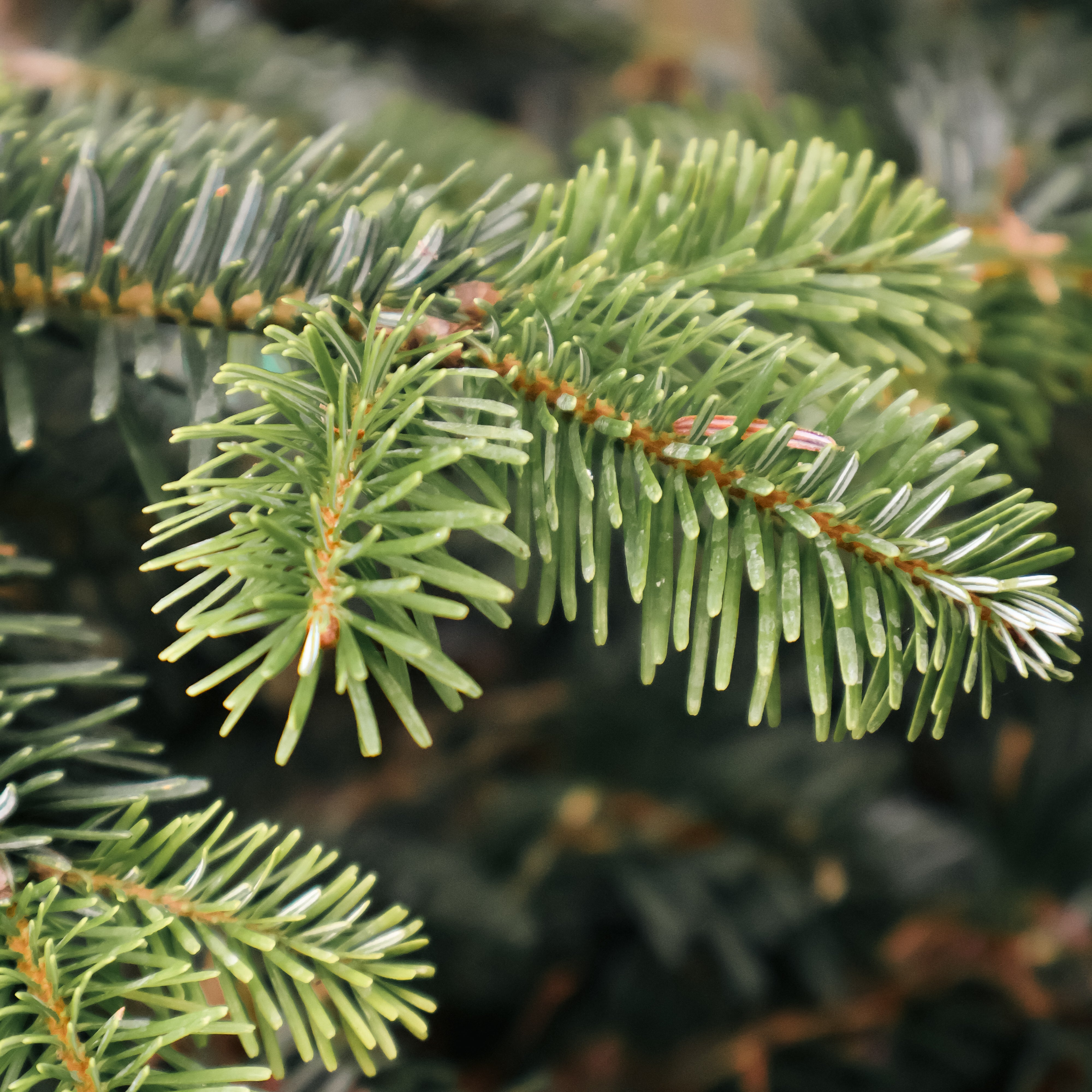 FAQ: Caring for Your Real Christmas Tree