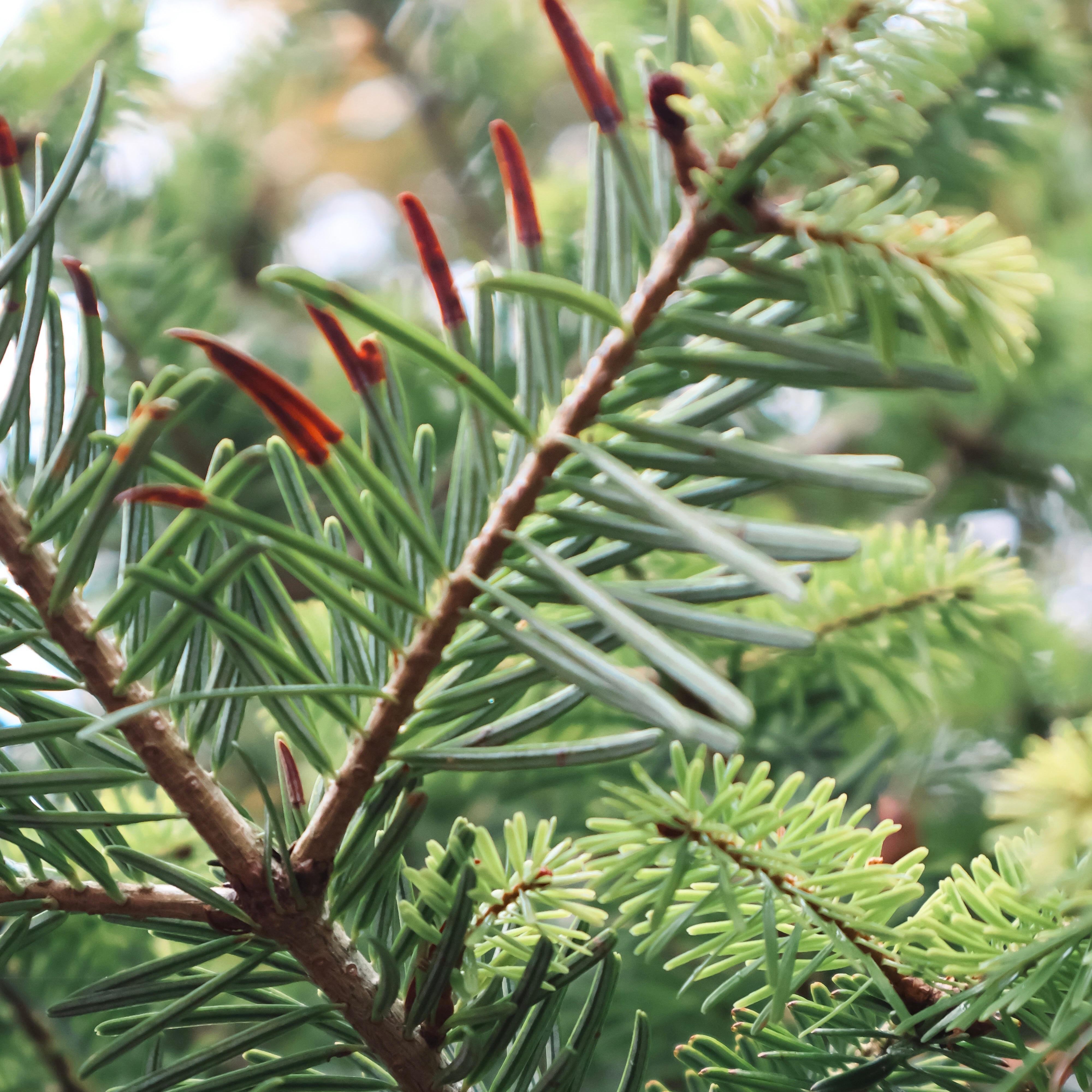 Potted Christmas Trees: A Lifelong Holiday Companion