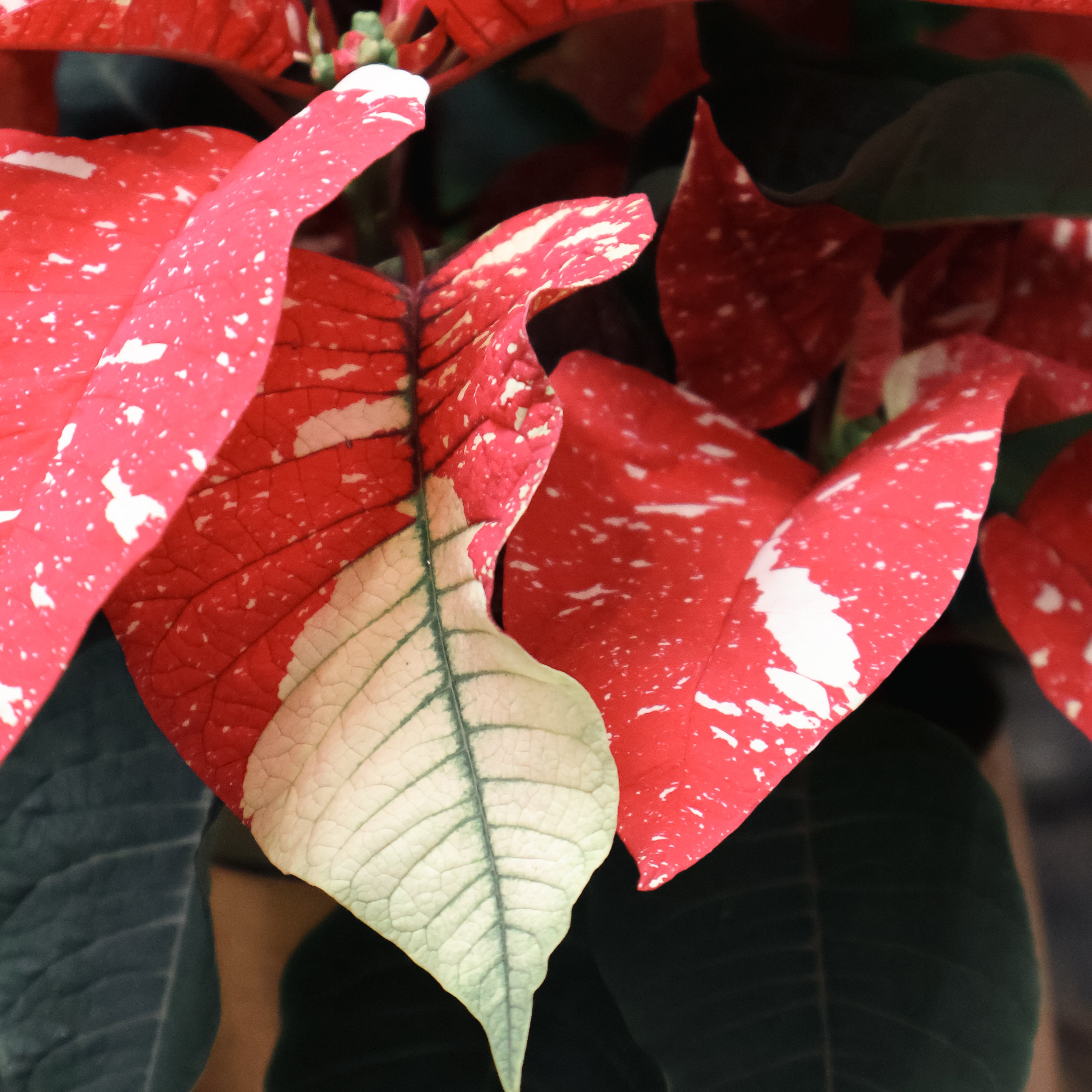 How to Care for Poinsettias: Tips for Keeping Your Holiday Plants Healthy