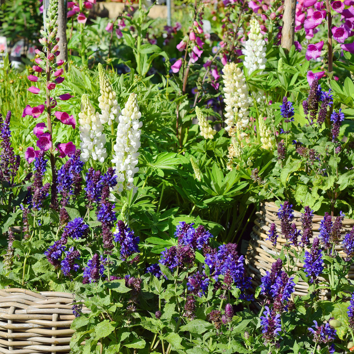 Reasons Why Your Garden Plants aren't Flowering and How to Fix it