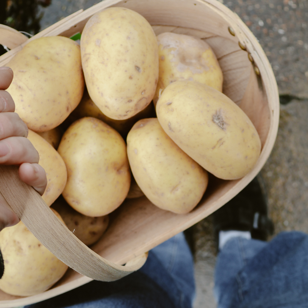 Everything You Need to Know About Potato Chitting