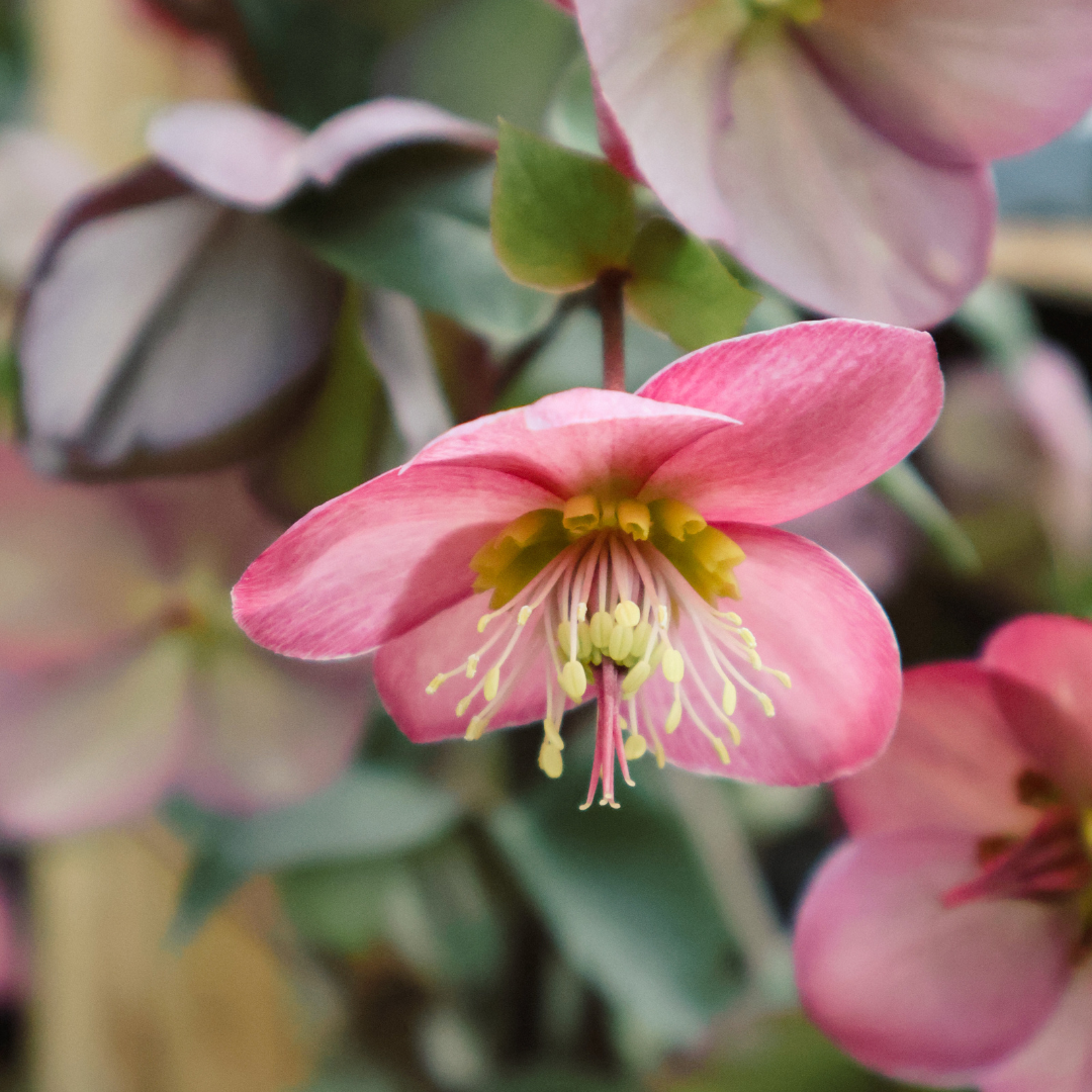 How to Grow and Care for Hellebores: A Gardener’s Guide