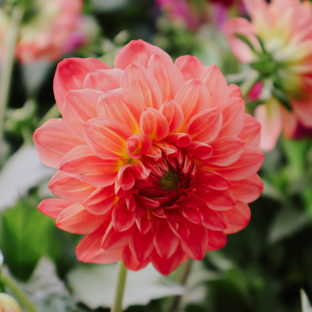 From Bulb to Bloom: How to Plant and Care for Dahlias
