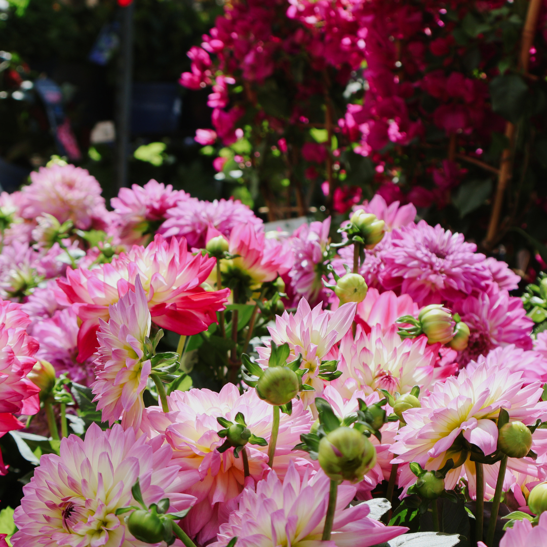 Top Flowers to Plant in May for Color That Lasts All Summer
