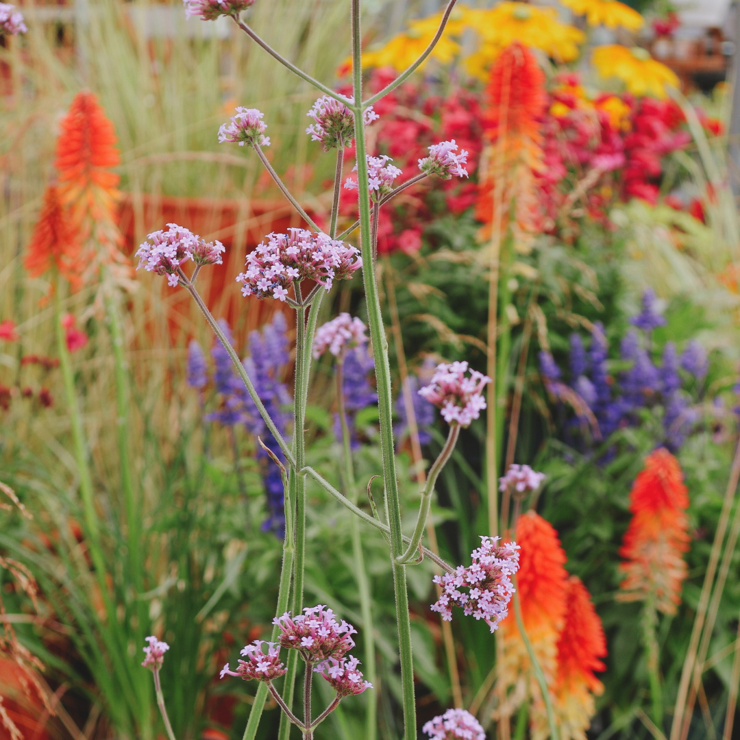 Tough Beauties: Drought-Tolerant Stars