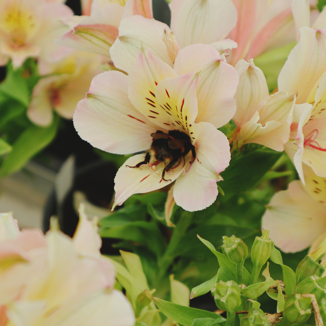 Pesticides vs. Plants for Pollinators:
