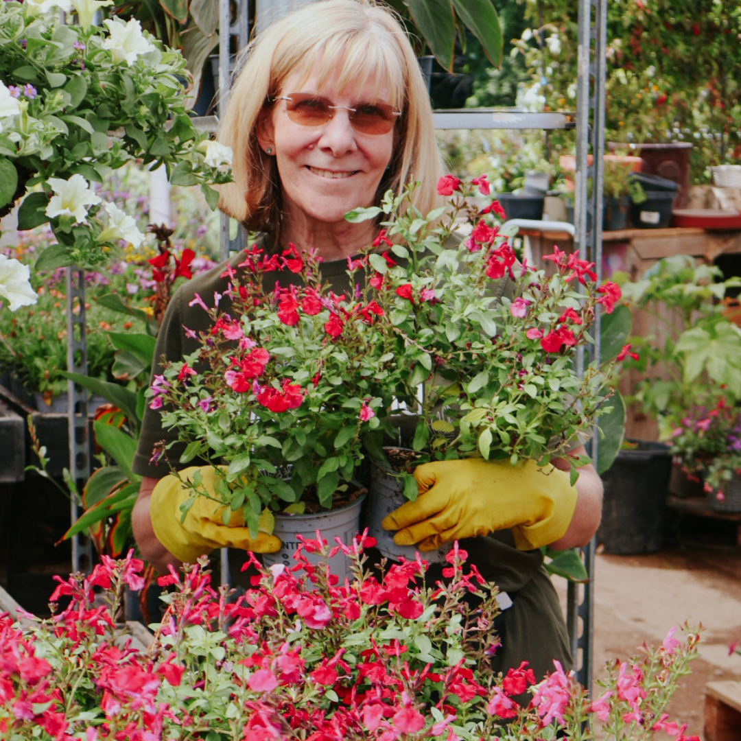Late Summer Colour: Plants That Still Shine in July