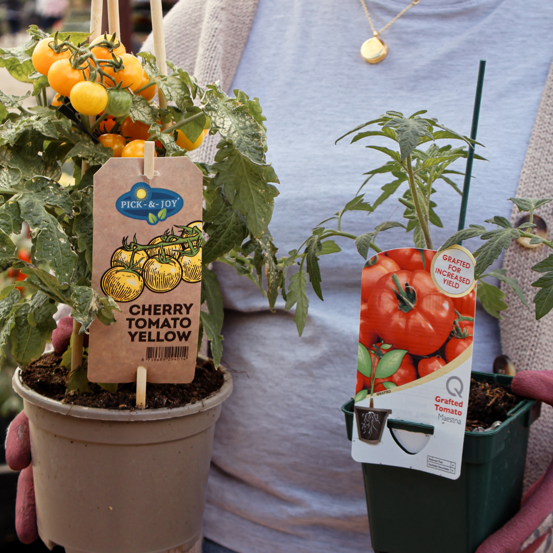 How to Plant and Care for Tomatoes