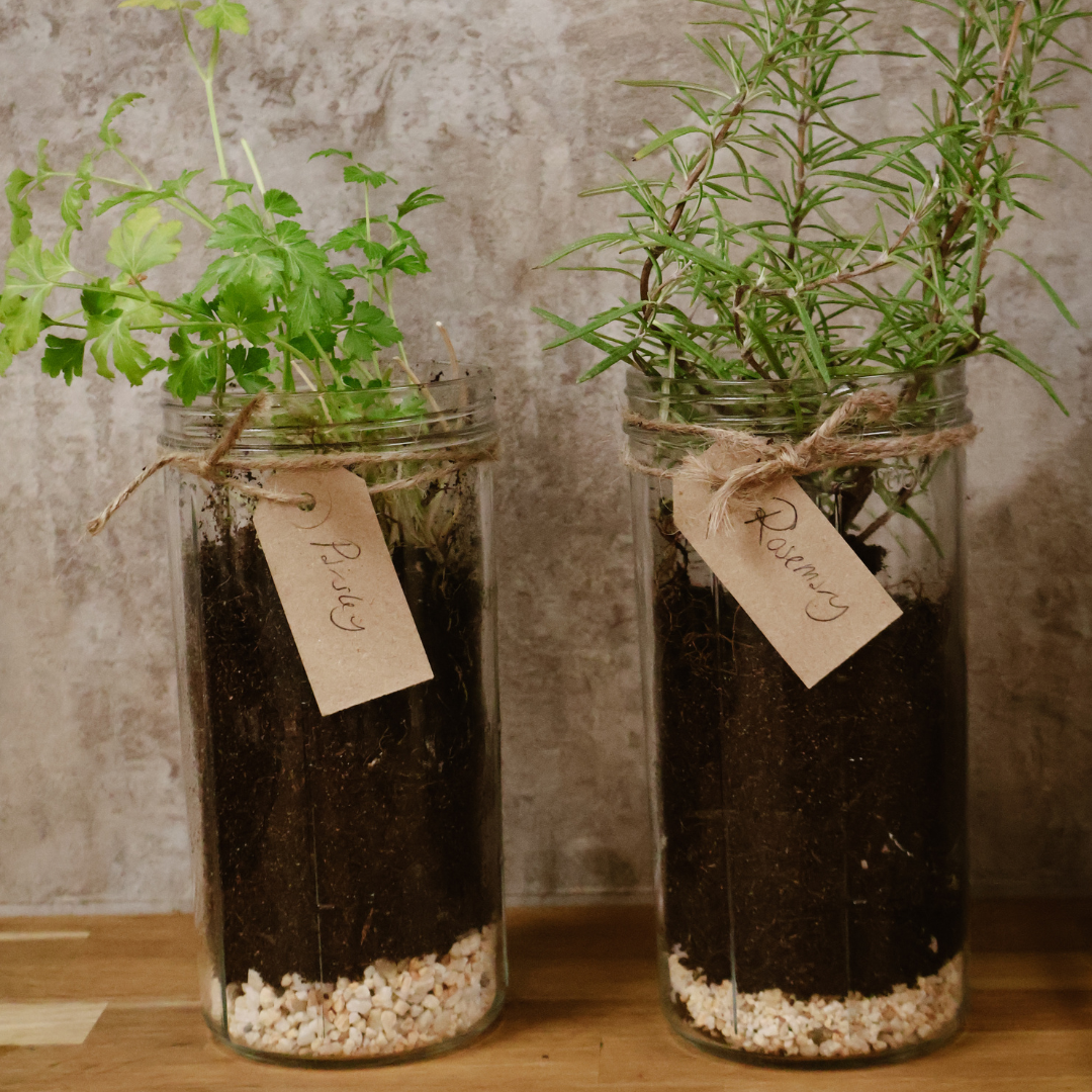 Start Your Own Herb Garden in Old Jars – The Perfect DIY Project for Beginners