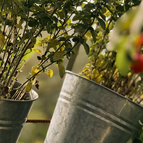 How to Grow Your Own Herbs Indoors This Winter