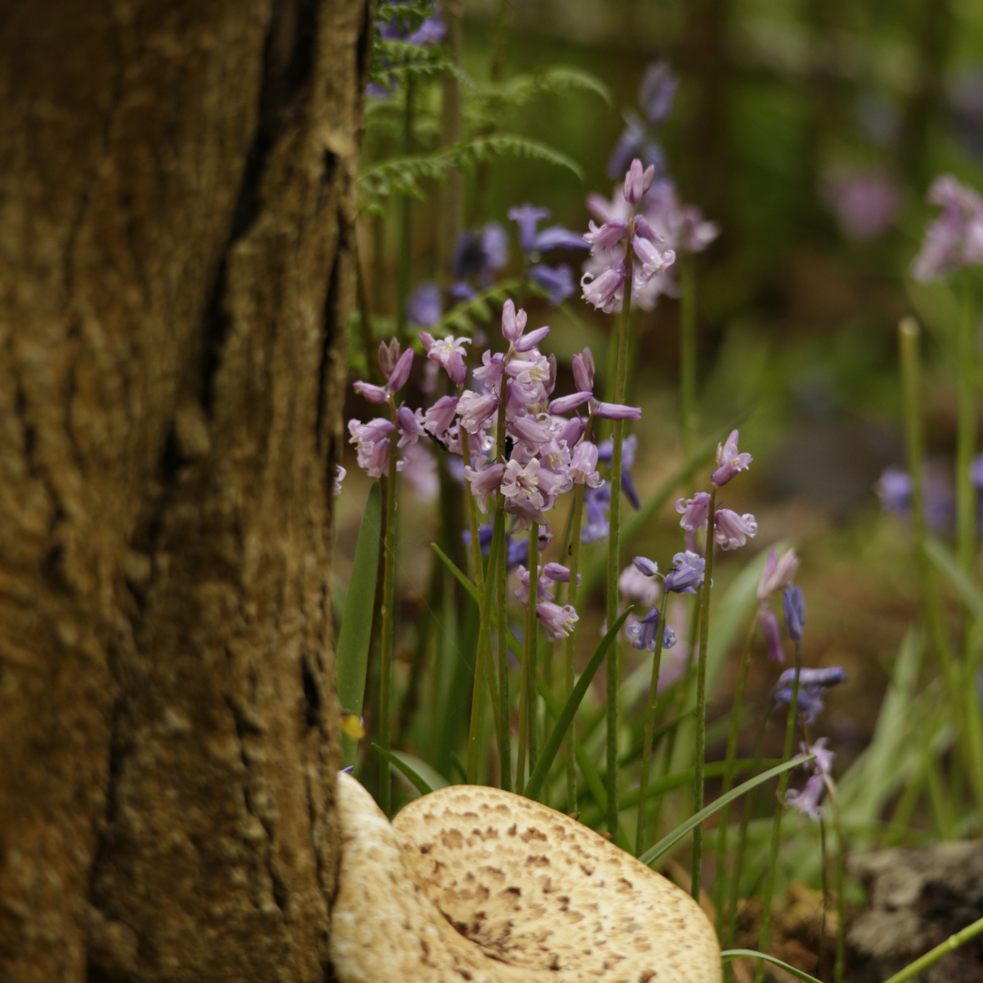 Creating a Beautiful, Bee-Friendly Garden with Spring Plants