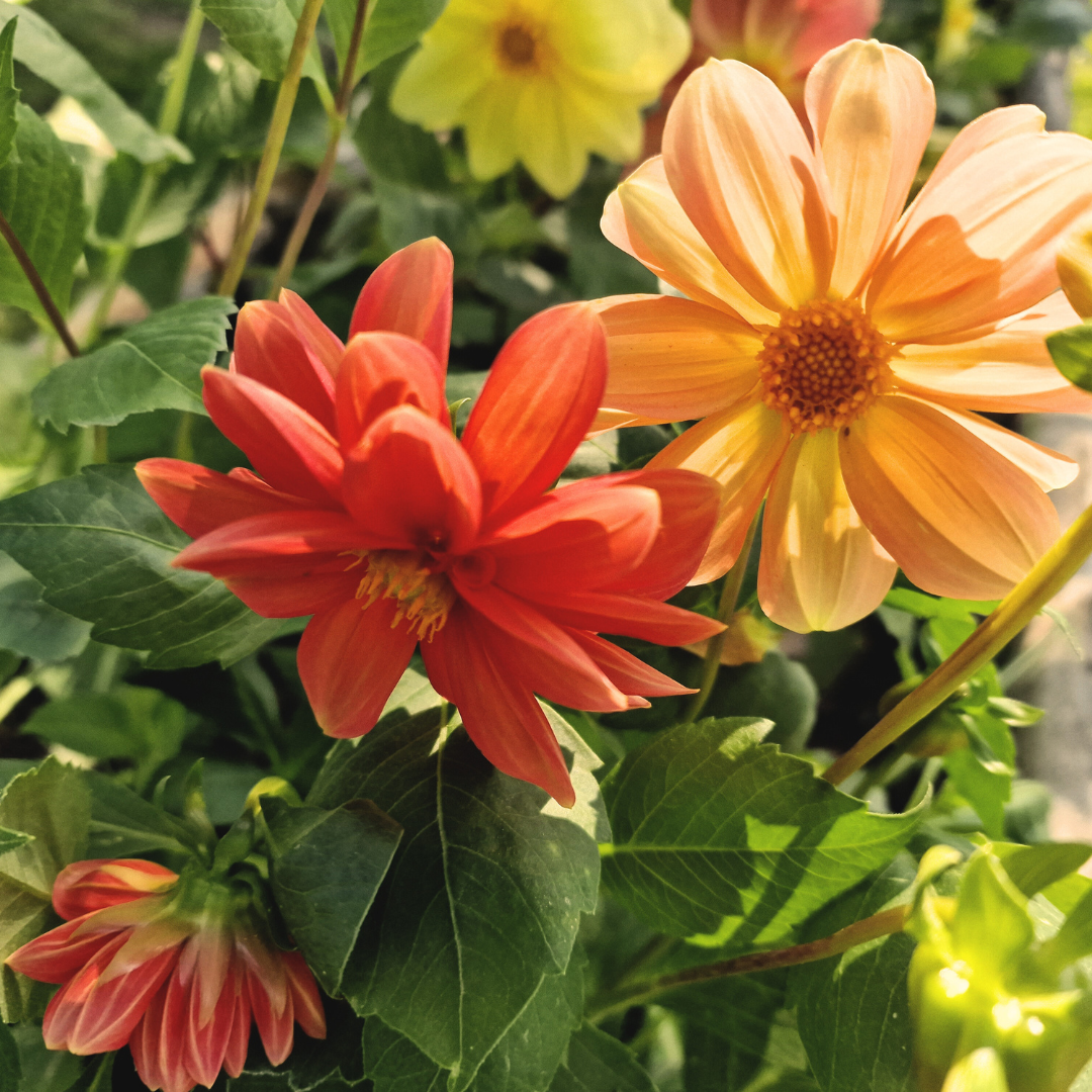 How to Plant and Care: Dahlias