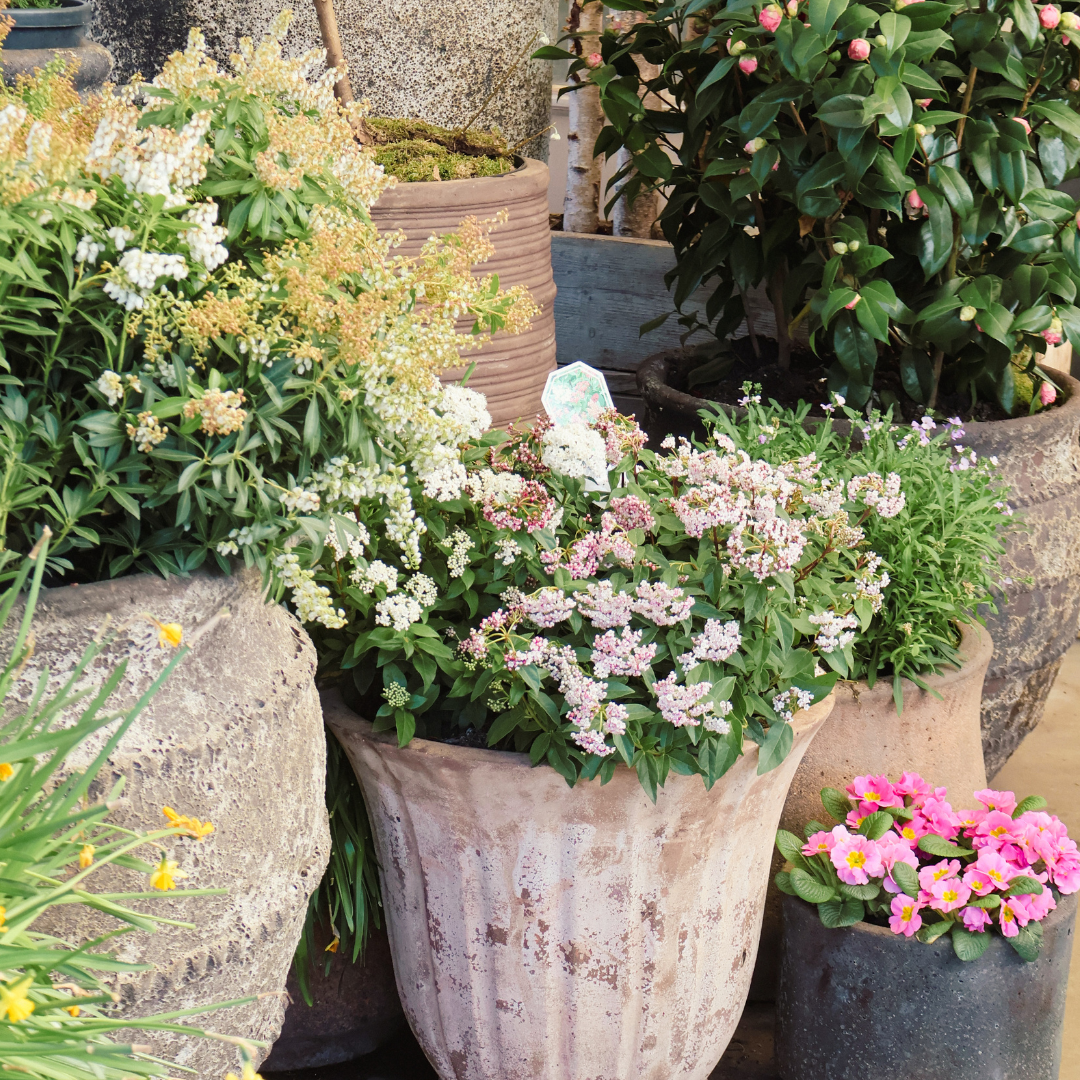 Don't Throw It Yet! 7 Things in Your Garden Worth Saving for Next Year