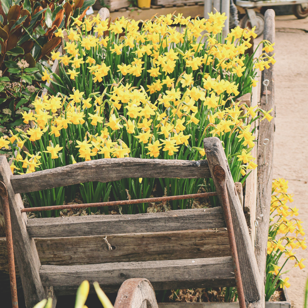 The Best Spring Bulbs to Plant Now