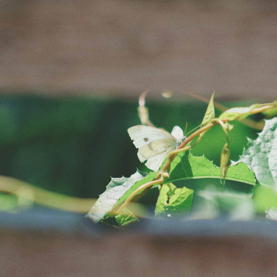 How to Make Your Garden More Wildlife-Friendly This Autumn