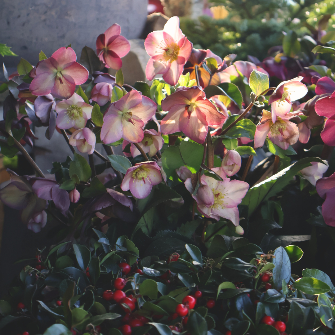 Evergreen Stars: Plants That Shine in the Dark Months