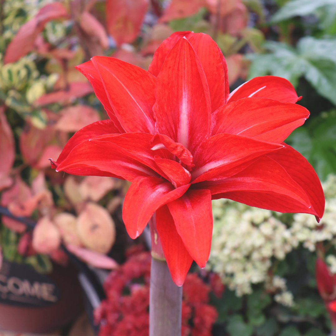 All About Amaryllis: Your Questions Answered