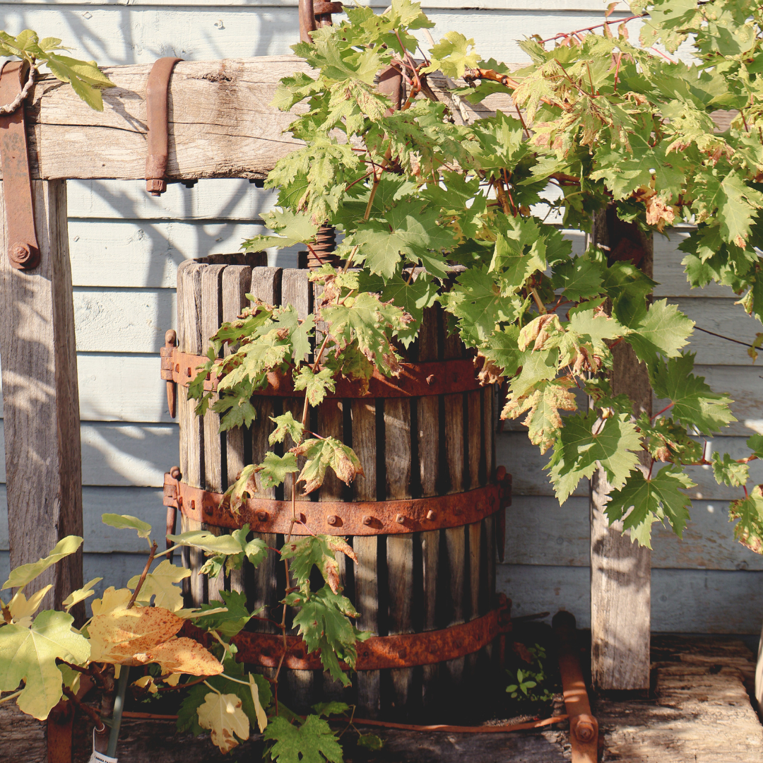 Garden Trends for 2026: What to Expect