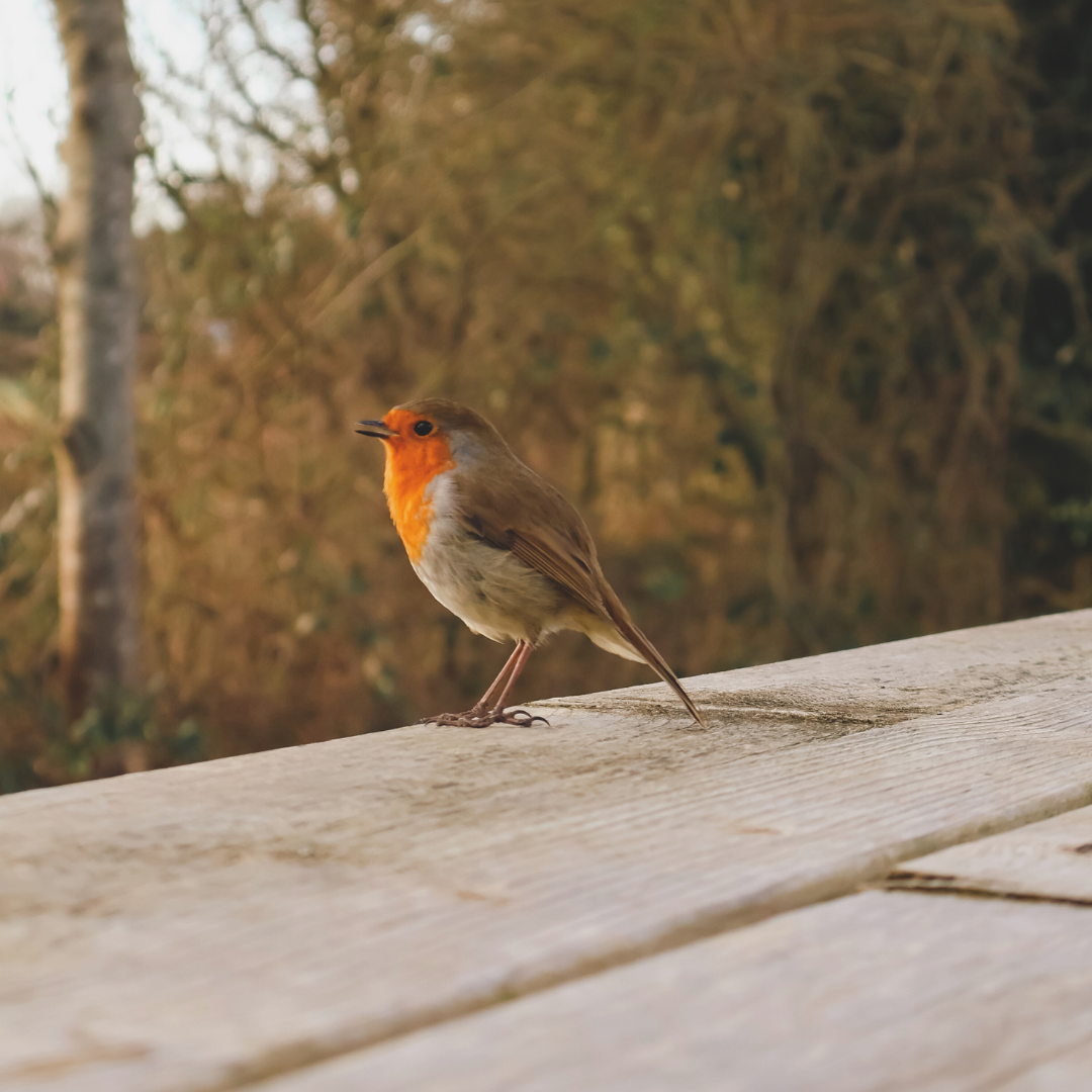 Local Wildlife in Winter: How to Support Birds and Bees