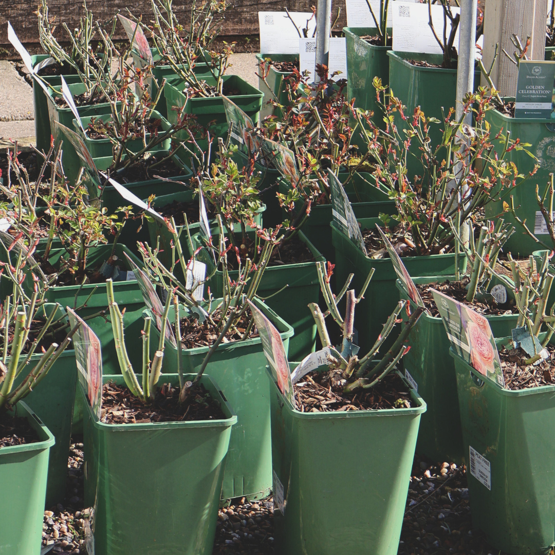 January Pruning: What to Cut Back & What to Leave Alone