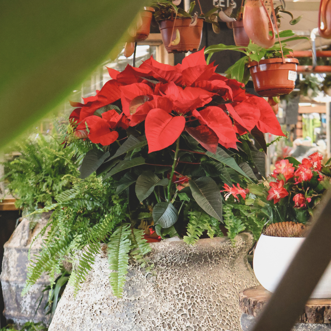 Poinsettia Care Tips: Flowering for Longer