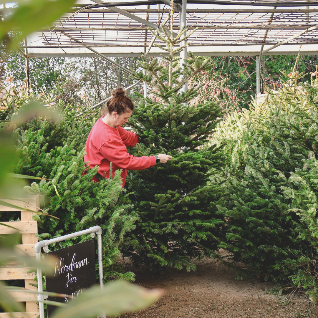Guide: Christmas Trees at Flowerland