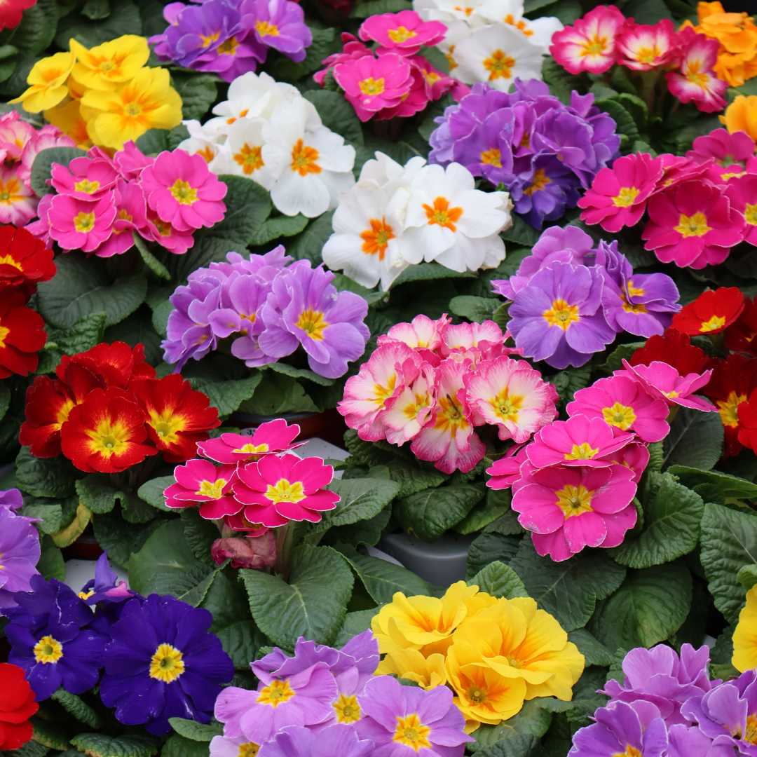 Best Spring Bedding Plants for Instant Colour