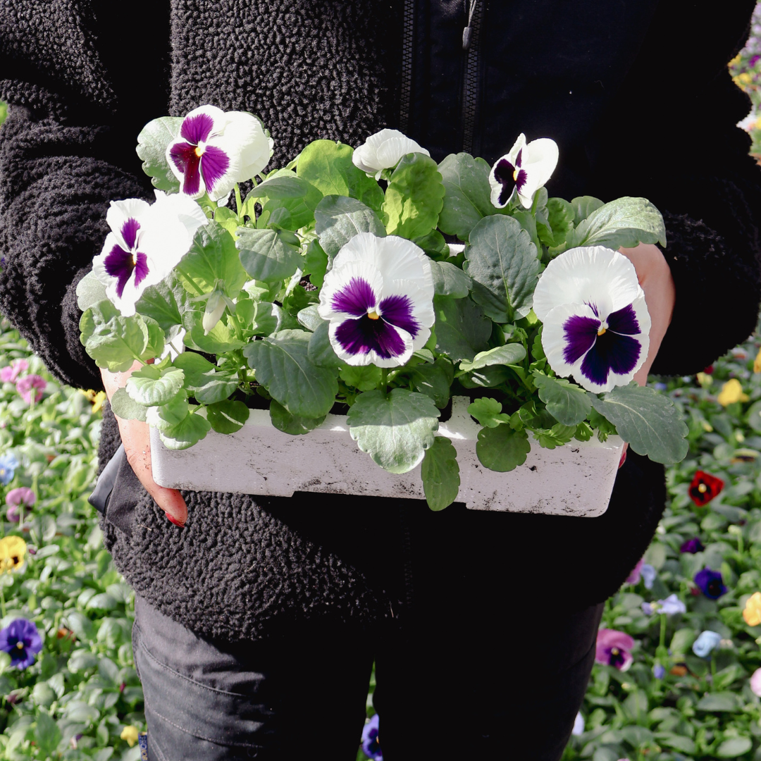 Best Spring Bedding Plants for Colour That Lasts